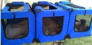 dog show 02