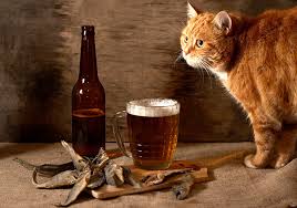 dont feed alcohol