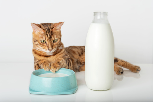 Cat with Dairy