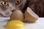 dont feed egg