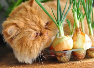 dont feed garlic