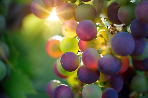 dont feed grapes