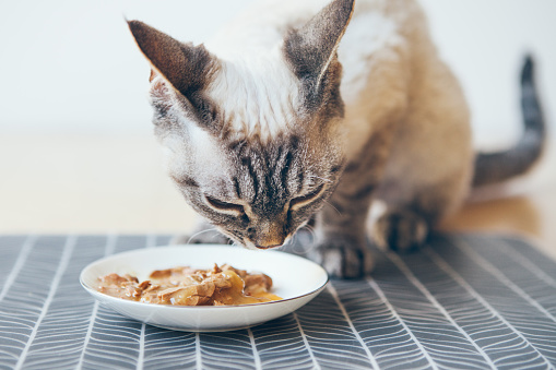 Cat eating Tuna