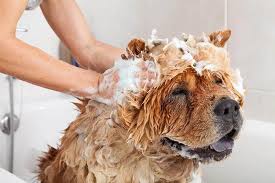 home grooming coat
