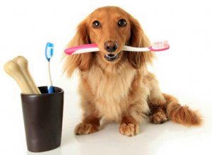 home grooming teeth